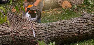 Junction City, KY  Tree Services Company