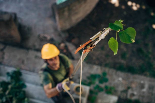 Best Fruit Tree Pruning  in Junction City, KY