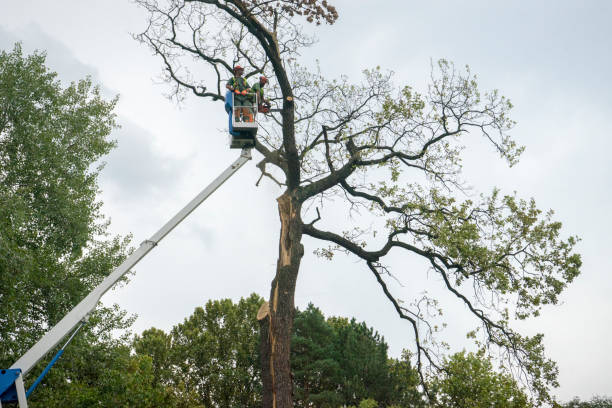 Best Emergency Tree Removal  in Junction City, KY