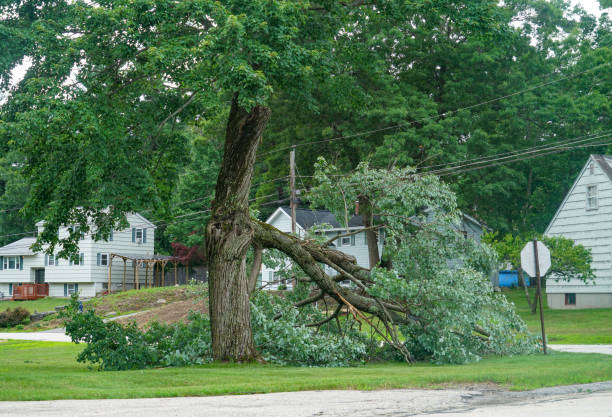 Best Tree Mulching Services  in Junction City, KY