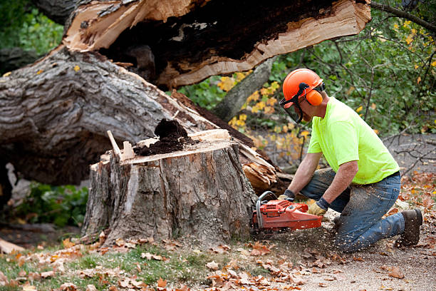 Best Commercial Tree Services  in Junction City, KY