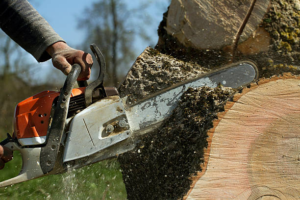 Why Choose Our Tree Removal Services in Junction City, KY?